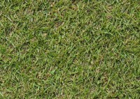 fescue browntop bent turf grass